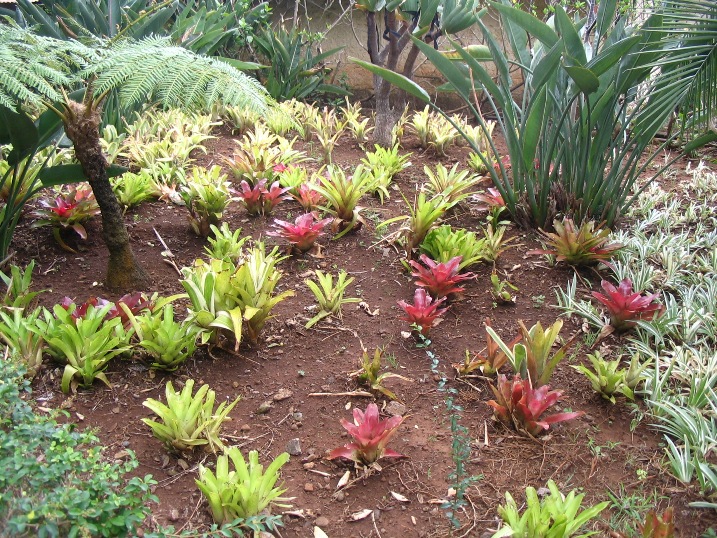 Giardino botanico di Funchal- Madera 141